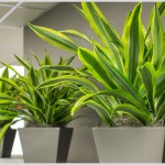 best plants for home